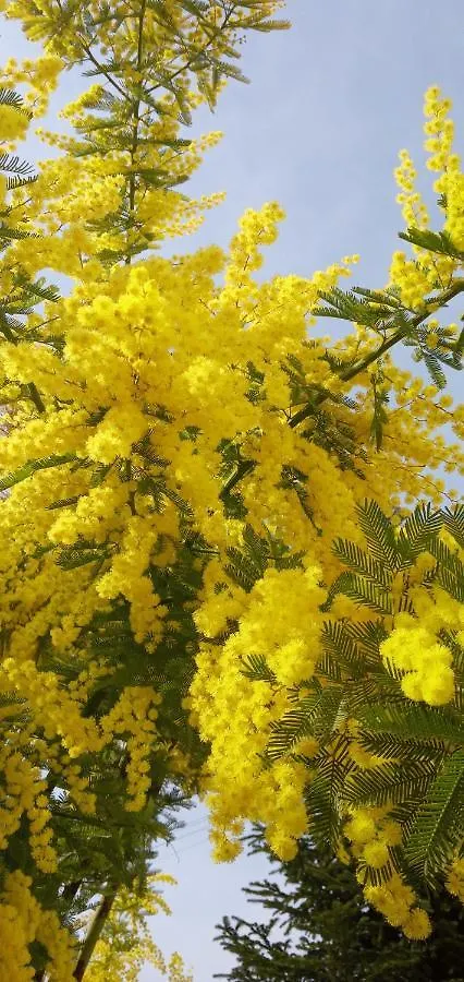 Locazione Mimosa Con Giardino Villa Ostellato Italy